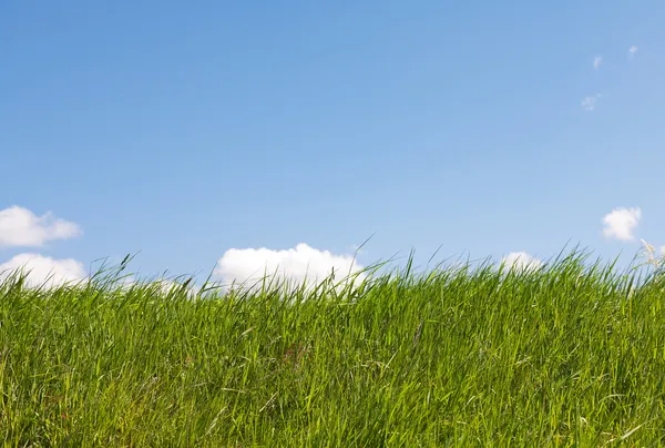 Högt gräs och sky — Stockfoto