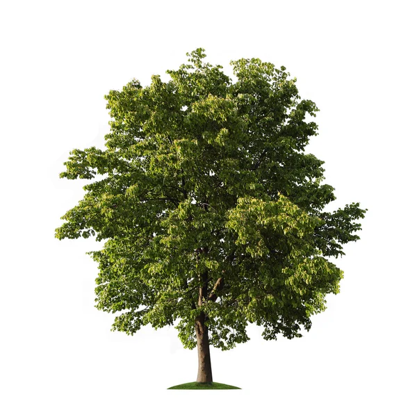 ホワイト上のツリー — ストック写真