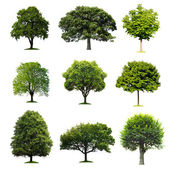 stromy kolekce