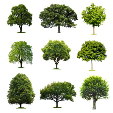 Trees Collection clipart