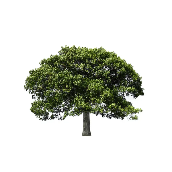 Oak tree in full leaf — Stock Photo, Image