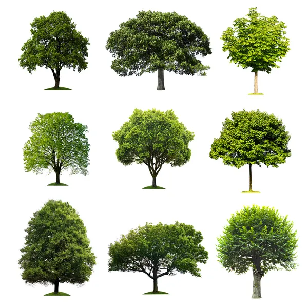 Coleção de árvores — Fotografia de Stock