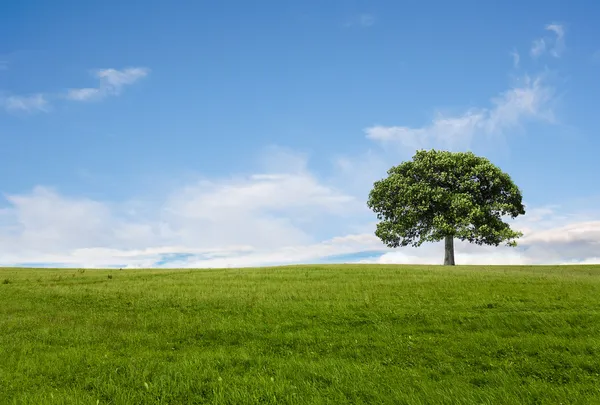Yeşil alan içinde meşe ağacı — Stok fotoğraf