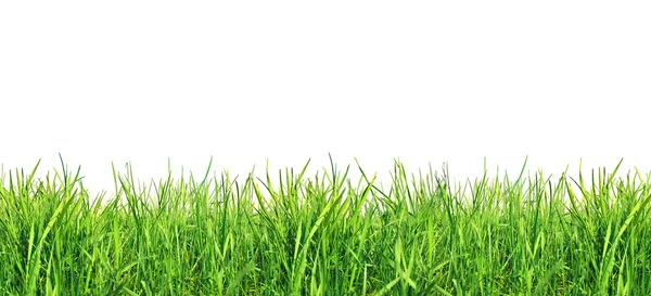 Yeşil çimen, afiş — Stok fotoğraf