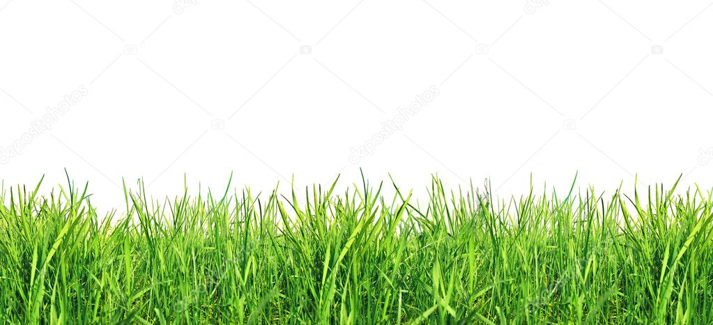 Green grass, banner