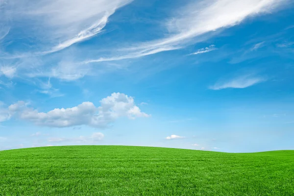 Campo su uno sfondo del cielo blu — Foto Stock