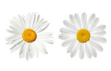 Daisy over white clipart