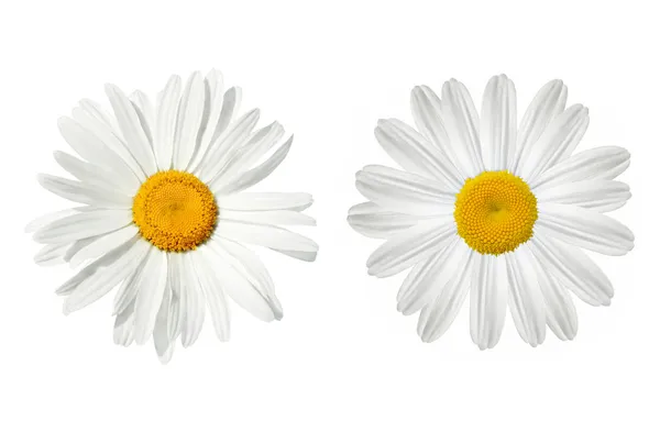Daisy over white — Stock Photo, Image