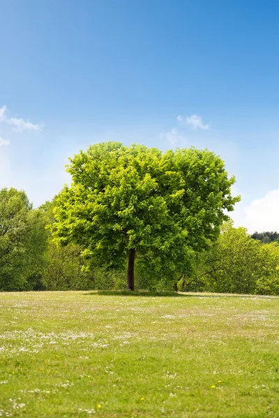 Javorový strom v parku — Stock fotografie
