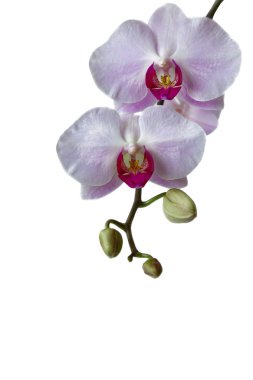 Violet orchid clipart