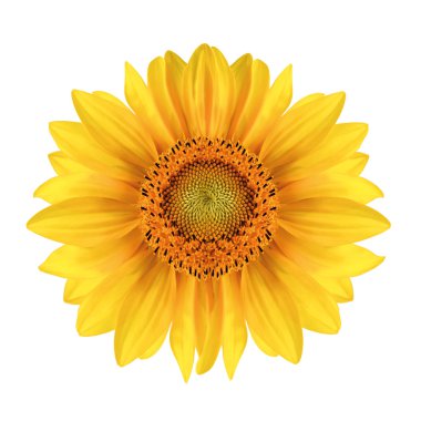 Isolated yellow sunflower clipart