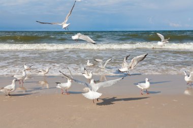 Group of seagulls ower sea clipart