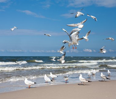 Group of Seagulls clipart