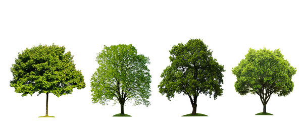 Fresh tree collection isolated on white background