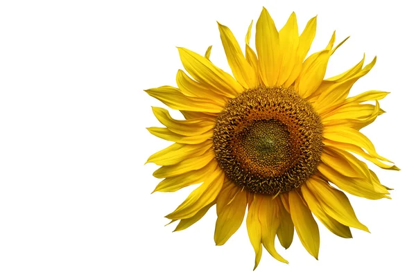 Gelbe Sonnenblume isoliert — Stockfoto