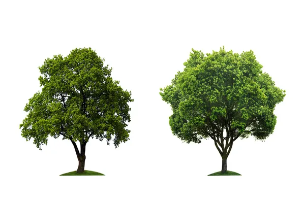 Yeşil ağaçlar — Stok fotoğraf