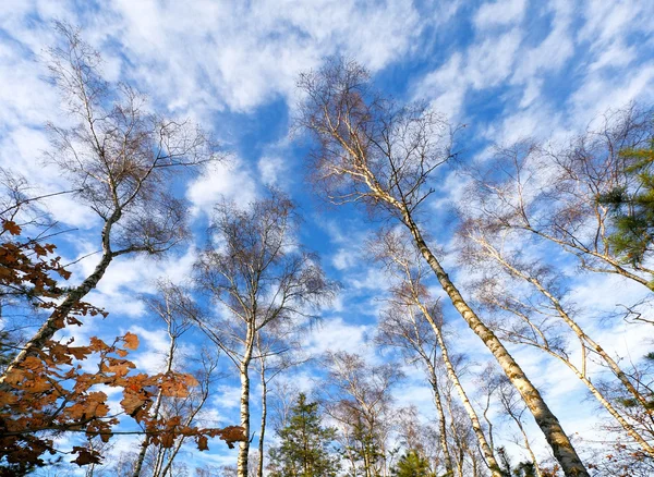Skogen på blå himmel — Stockfoto