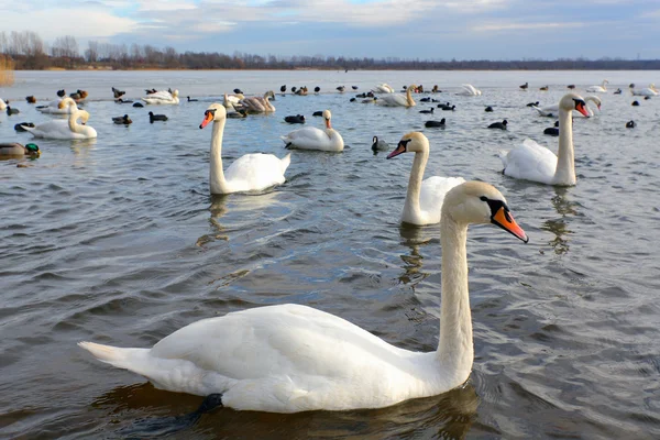 白鳥の湖 — ストック写真