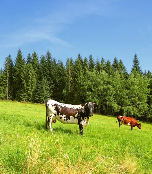 Cows on a green hill — Stock Photo, Image