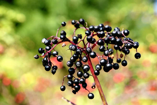 Μαύρο elderberry — Φωτογραφία Αρχείου
