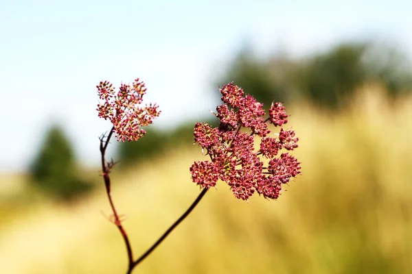 秋季植物 — 图库照片