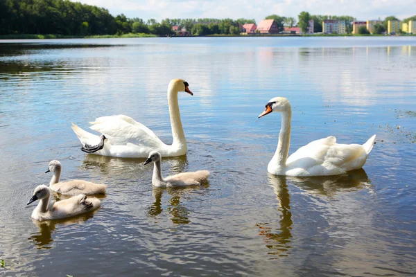 Swan familie — Stockfoto