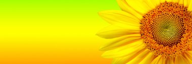 Sunflower banner clipart