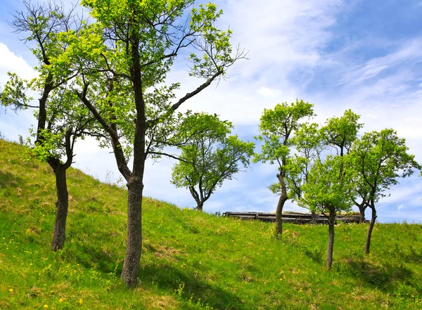 Obstgarten auf dem Hügel — Stockfoto