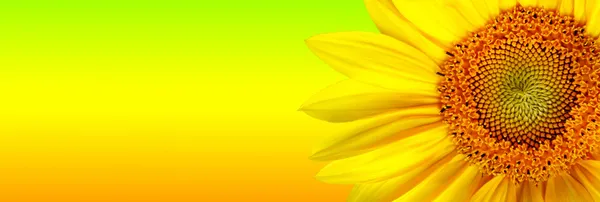 Sunflower banner — Stock Photo, Image