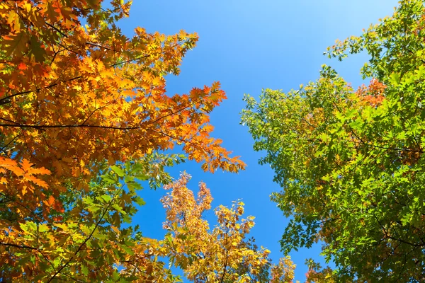 가을 숲의 나뭇가지에 있는 나뭇잎들 — 스톡 사진