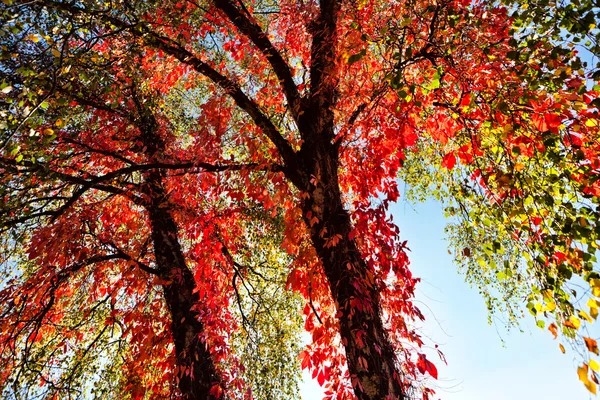 Φθινόπωρο κόκκινο δέντρο — Φωτογραφία Αρχείου