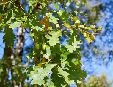 Autumn acorns clipart