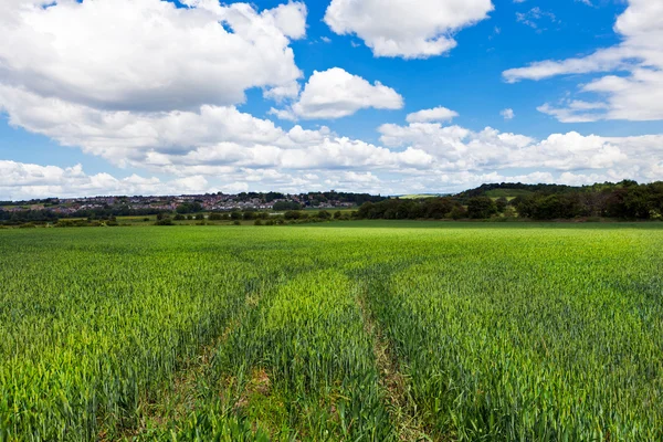 Green rural landscape — Stock Photo, Image