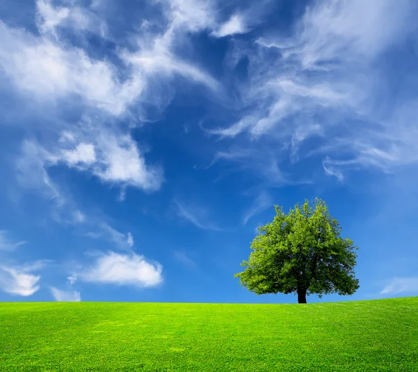 Дерево и зеленое поле — стоковое фото