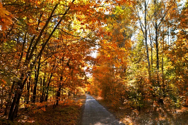 秋の路地 — ストック写真