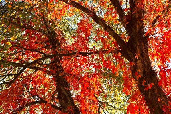 Красивая осень — стоковое фото