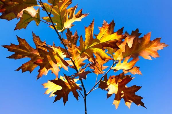 Autumn leaves against a blue sky — Stock Photo, Image