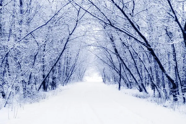 Zima Zdjęcie Stockowe