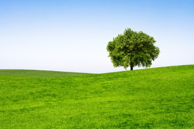 Tree on green field clipart