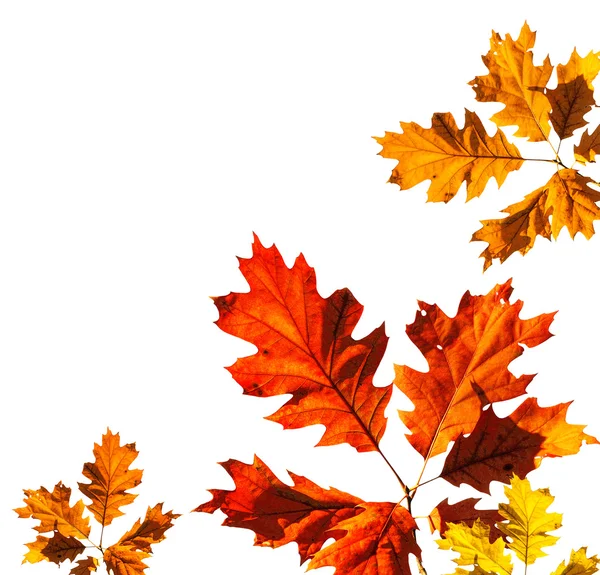 Tarjeta de otoño sobre fondo blanco — Foto de Stock