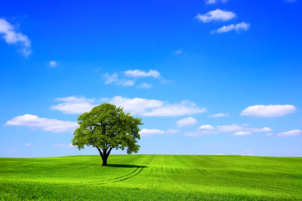 绿树和蓝蓝的天空 — 图库照片