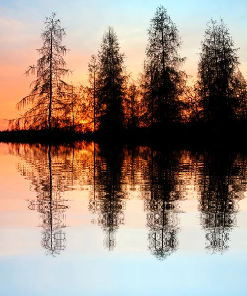 Modřín stromy na břehu jezera — Stock fotografie