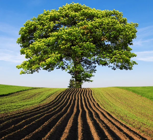 Drzewo na wzgórzu — Zdjęcie stockowe