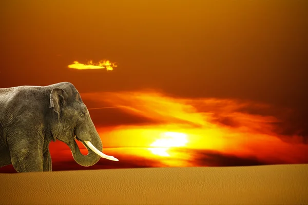 Elefant bei Sonnenuntergang — Stockfoto