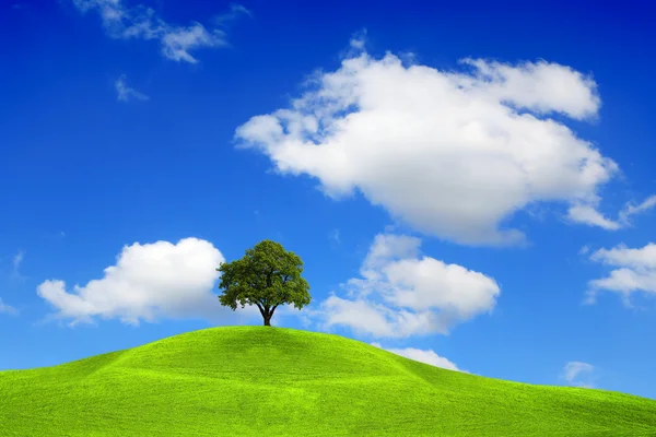 Ağaç üstünde belgili tanımlık tepe — Stok fotoğraf