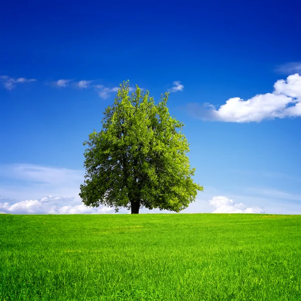 Árvore no campo verde — Fotografia de Stock