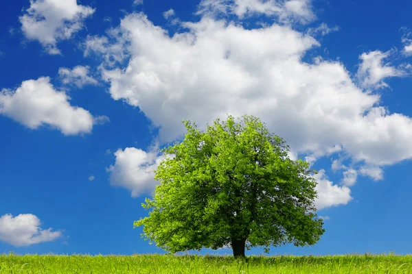 Ağaç ve mavi gökyüzü — Stok fotoğraf