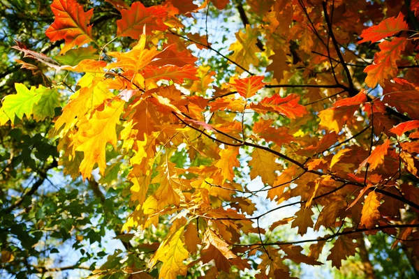 Fa őszi — Stock Fotó