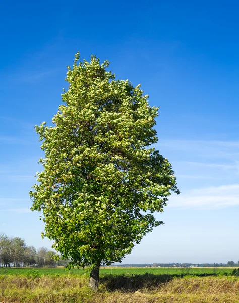 Paisagem natural com árvore — Fotografia de Stock