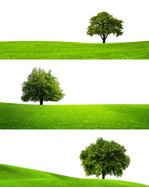 孤立的绿树的集合 — 图库照片